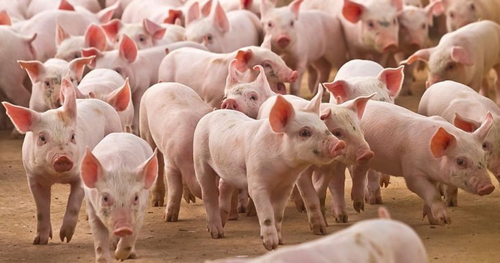 El consumo de carne porcina alcanzó el valor más alto registrado para febrero