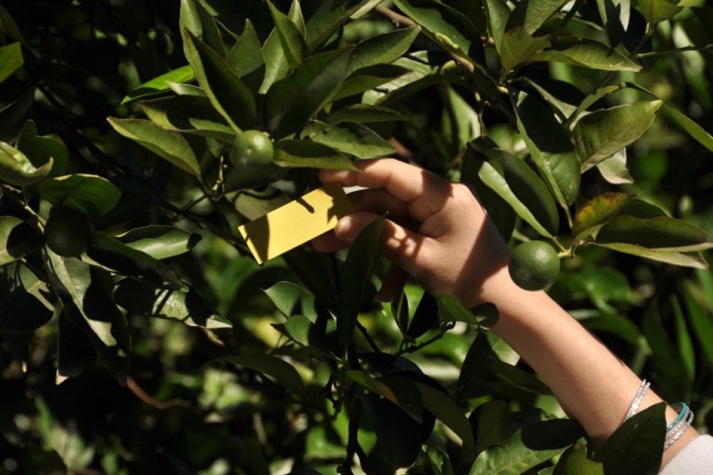 Citricultores preservan la certificación de calidad y sanidad