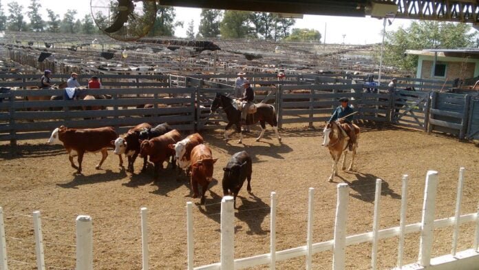 Precios del remate de hacienda destino a faena de La Ganadera en General Ramírez del jueves 14 de marzo de 2024