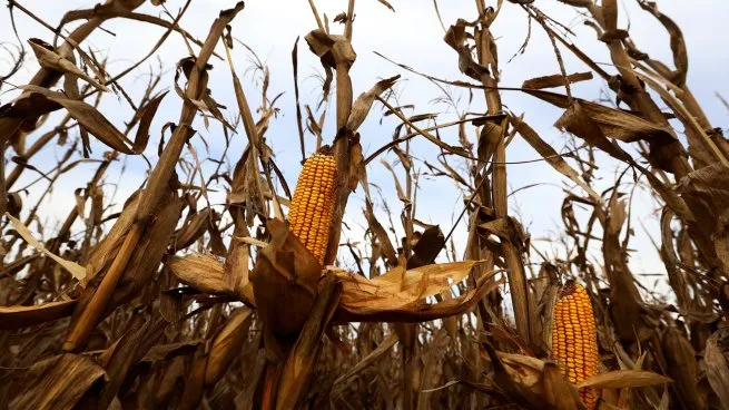 Alertas en el campo: la plaga “chicharrita” y el temor por las inundaciones y el frío