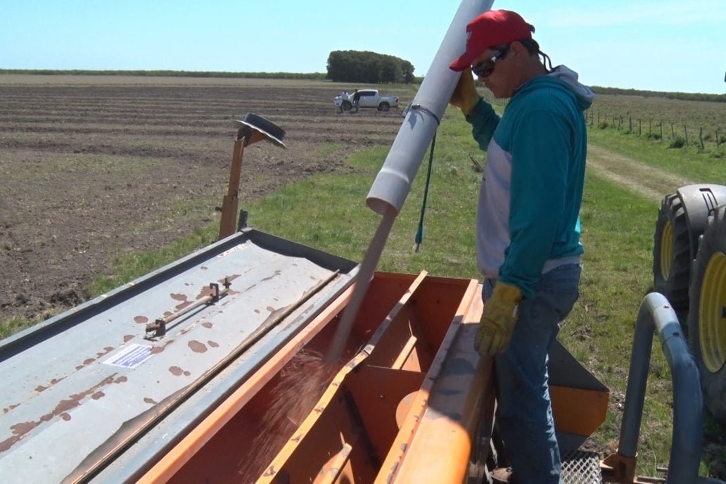 Confianza: creció el área sembrada con arroz entrerriano