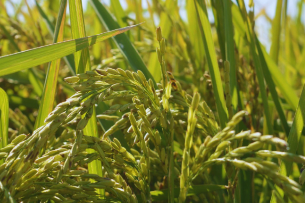 Presentan nueva variedad de arroz de alta calidad culinaria