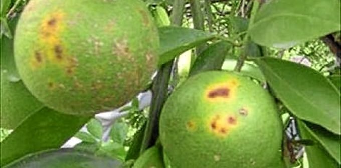 Senasa destruyó 2.500 plantas de cítricos en Entre Ríos para prevenir el HLB