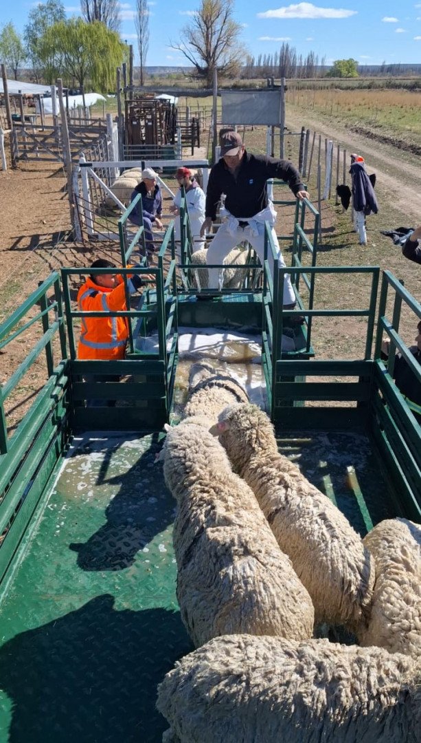 El INTA y Senasa presentaron el baño portatil para ovinos