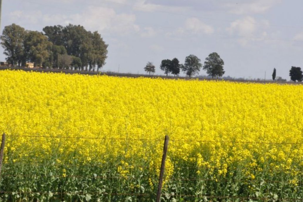 La colza y la carinata vienen muy bien en Entre Ríos, pero igual rendirán menos que la campaña pasada