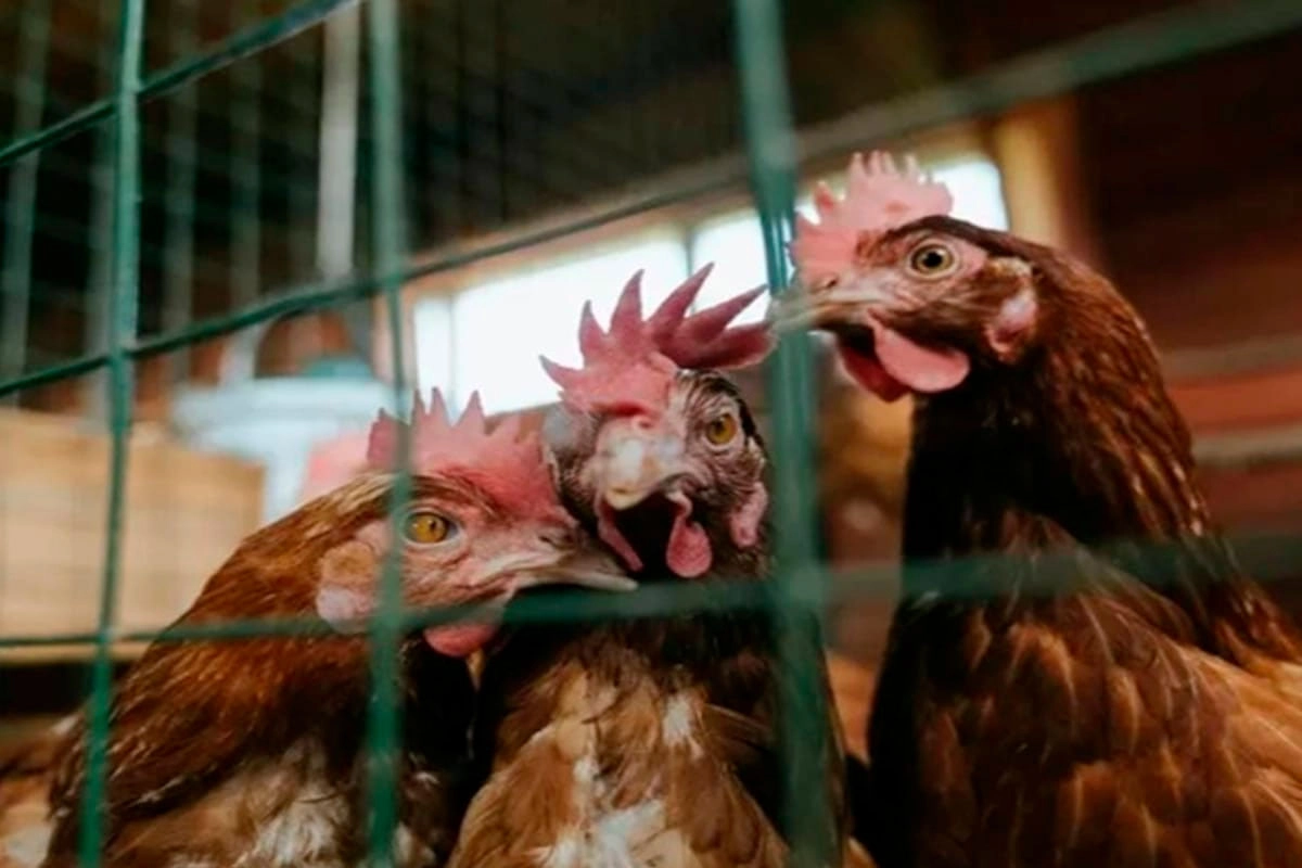 Preocupación por brote de nueva cepa de gripe aviar en Estados Unidos