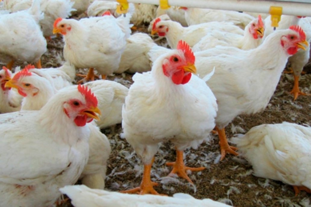 Durante enero, la brecha de precios del pollo bajó para los granjeros y también para los consumidores