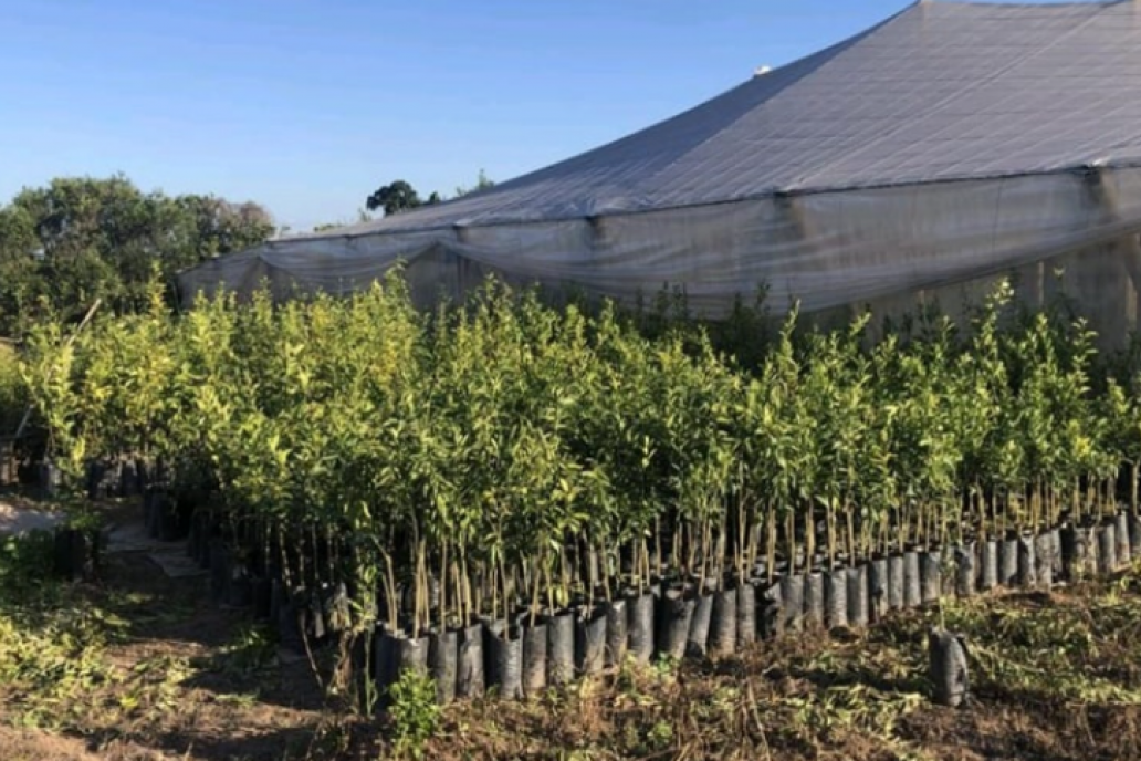 Destruyeron 2.000 plantas cítricas para prevenir la dispersión de HLB