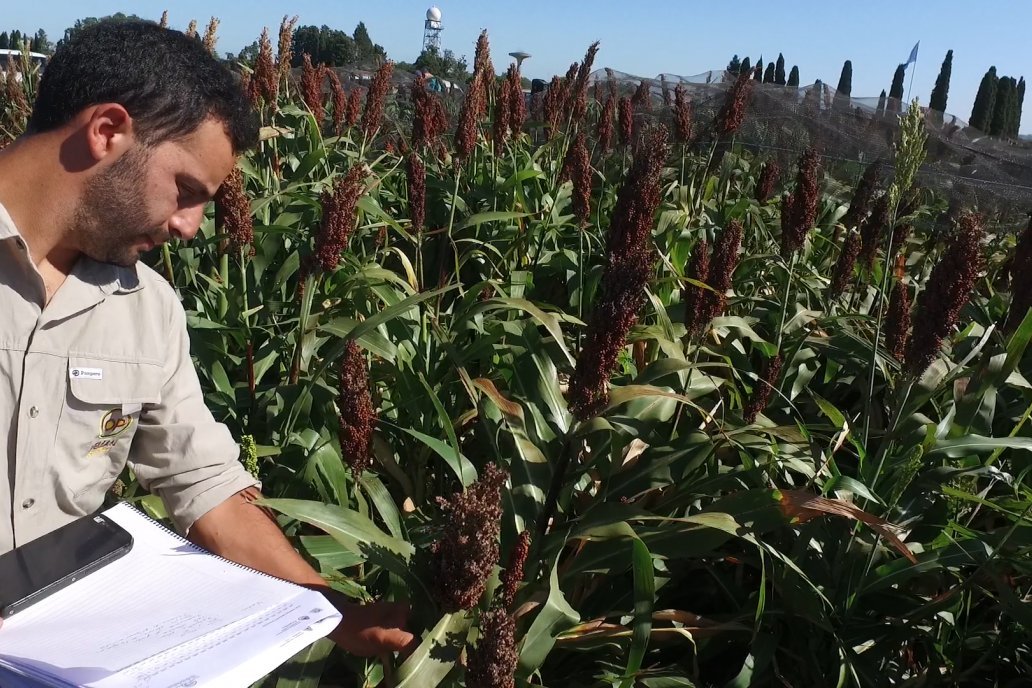 Con una siembra estimada en 67.000 hectáreas, se desploma a la mitad la campaña del sorgo entrerriano