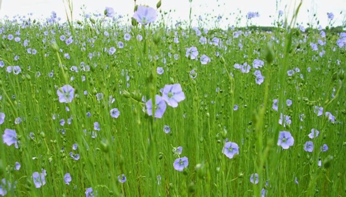 El lino entrerriano proyecta un crecimiento de producción del 22% en el ciclo 2025/26