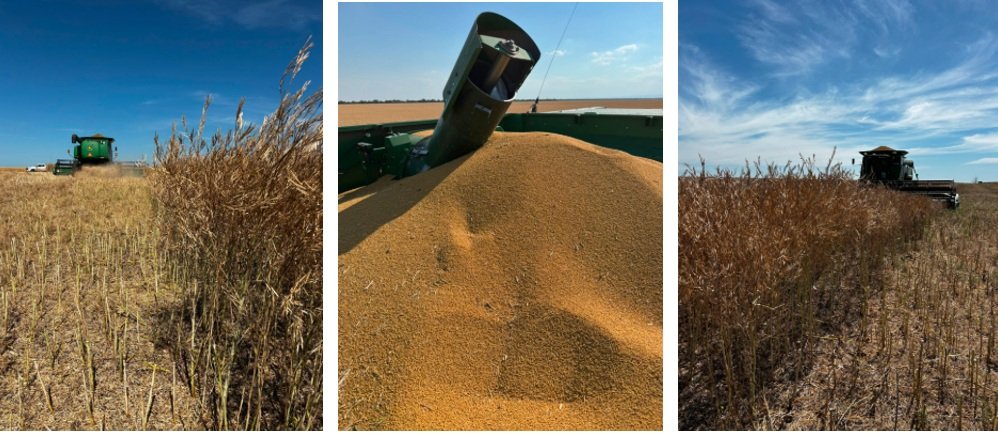 Comenzó la cosecha de brassicaceas en Entre Ríos