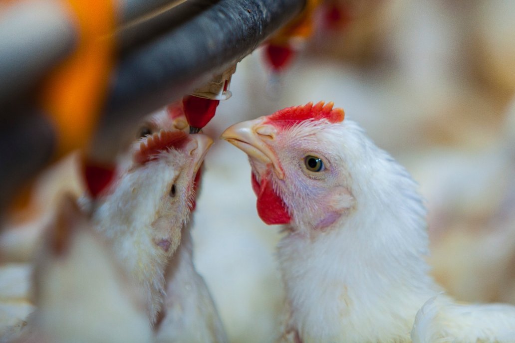 El combate de la gripe aviar se regionaliza en una estrategia común