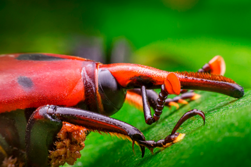 La Costa del Uruguay en alerta para evitar el ingreso de la plaga que afecta a las palmeras y sus frutos