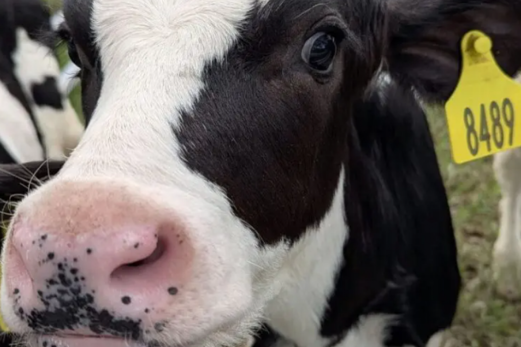 El precio de la leche fue alcanzado por los costos de producción